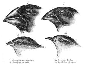 Finkernes næb kan åbenbart på kort tid tilpasse sig ændret føde. Men det er ikke bevis for evolution, forklarer Karsten Pultz.